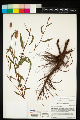 Persicaria bicornis image
