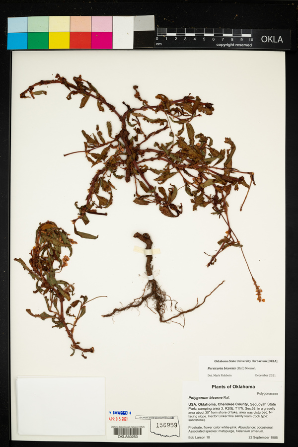 Persicaria bicornis image
