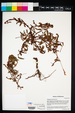 Persicaria bicornis image