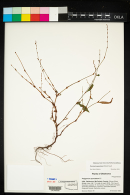 Persicaria punctata image