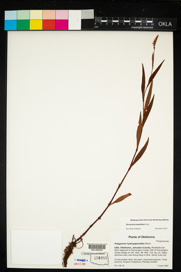 Persicaria maculosa image