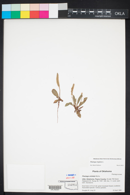 Plantago virginica image