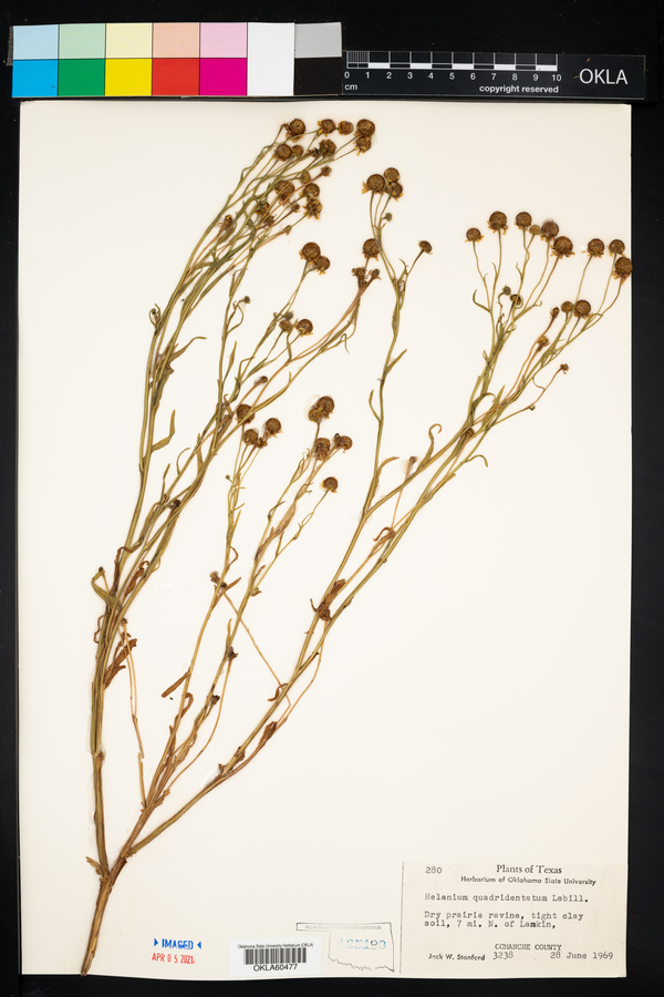 Helenium quadridentatum image