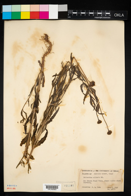Helianthus ciliaris image