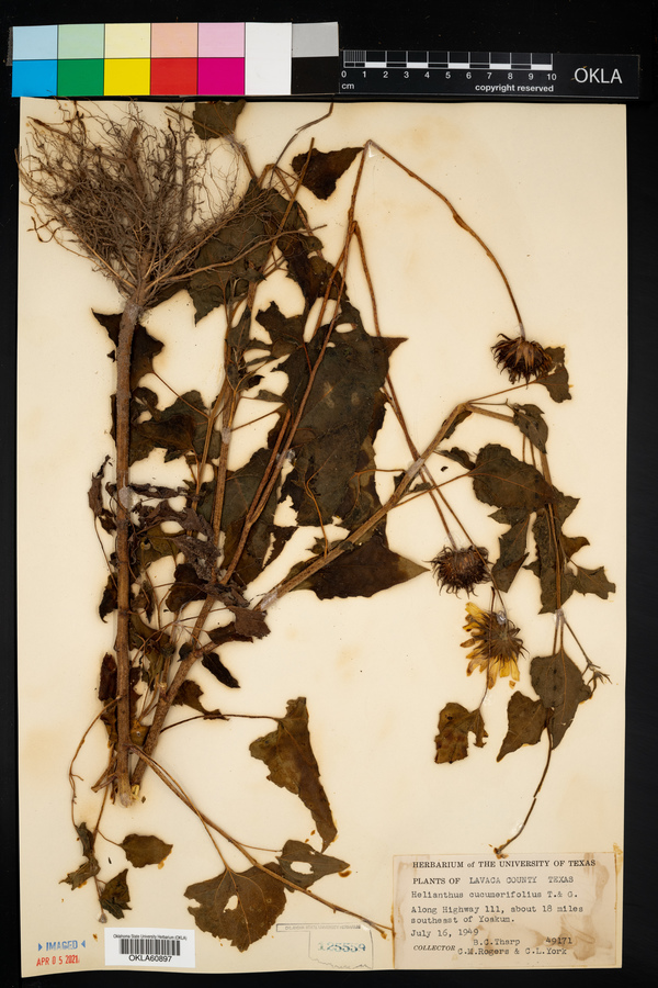 Helianthus cucumerifolius image