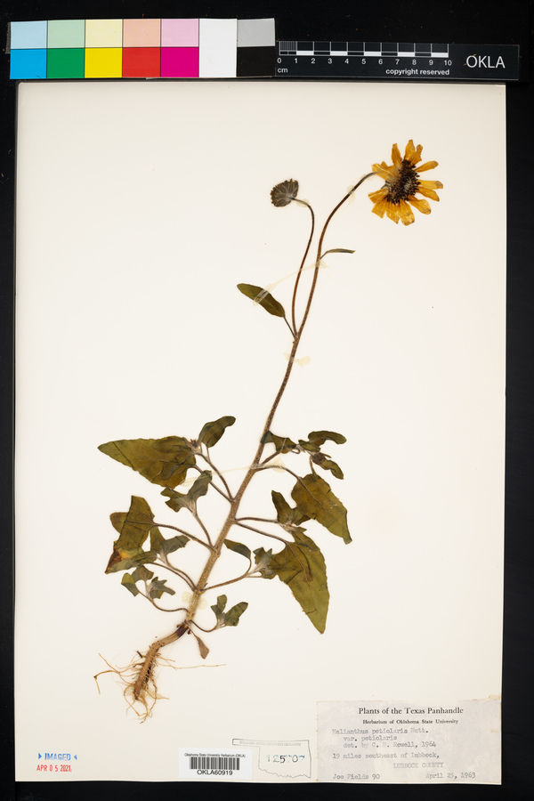 Helianthus petiolaris var. petiolaris image