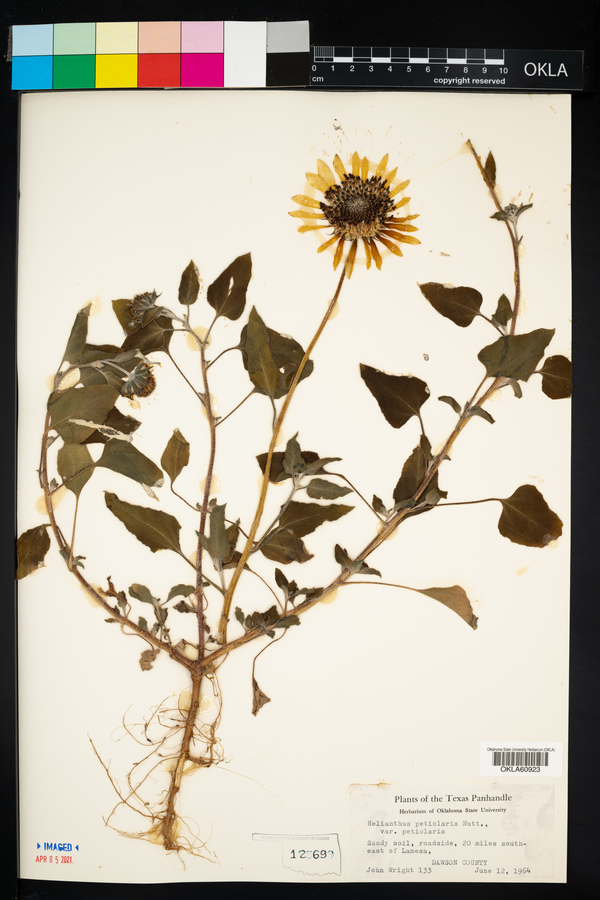 Helianthus petiolaris var. petiolaris image