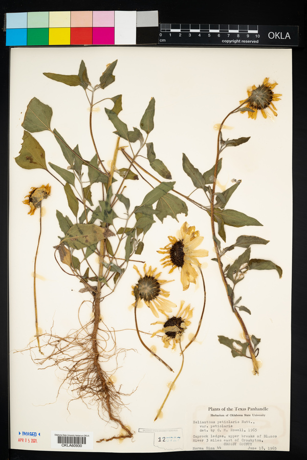 Helianthus petiolaris var. petiolaris image