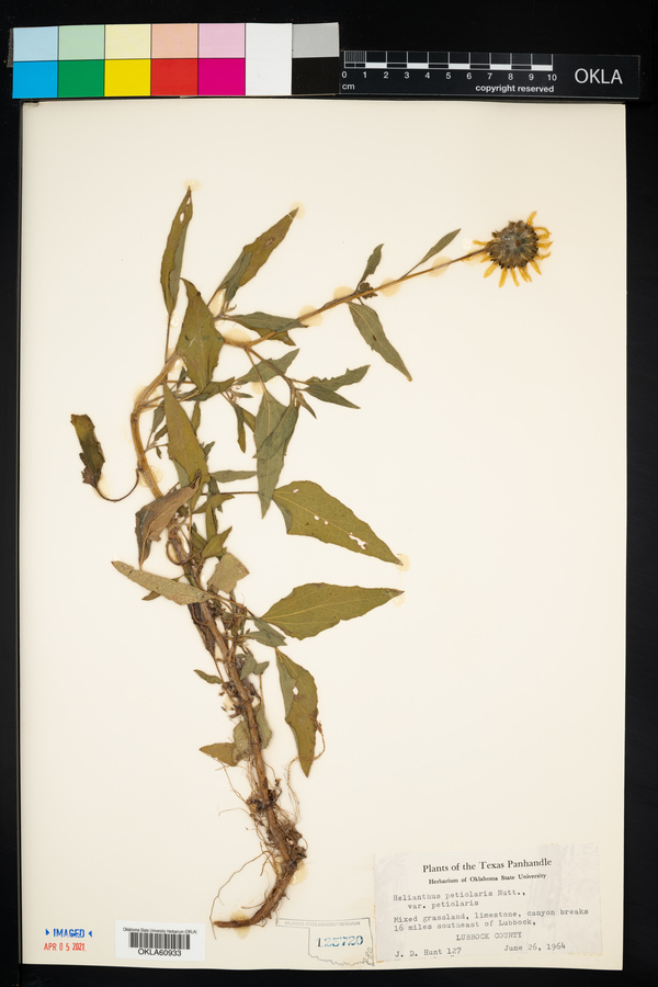 Helianthus petiolaris var. petiolaris image
