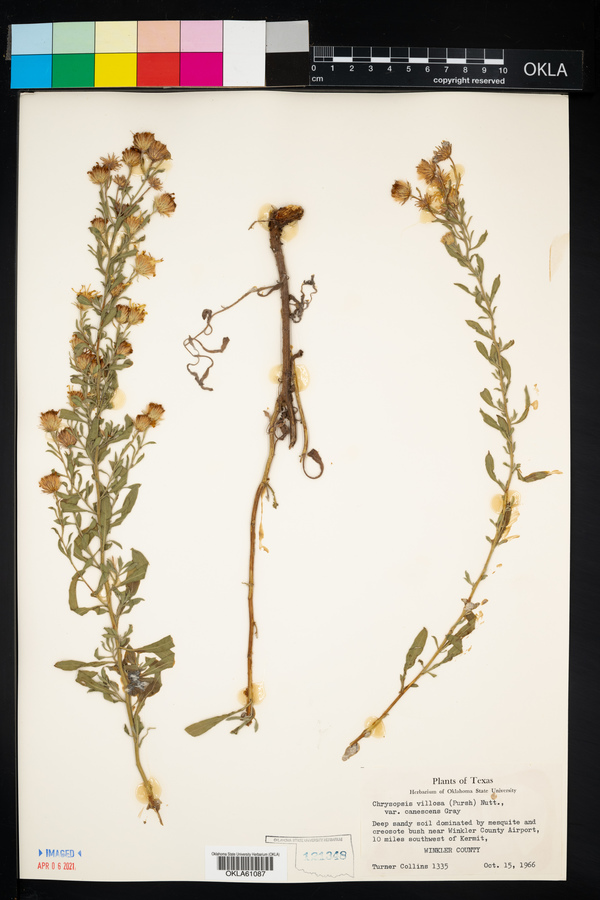 Heterotheca canescens image