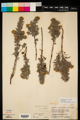 Heterotheca stenophylla var. angustifolia image