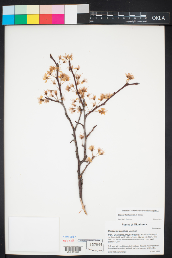 Prunus hortulana image