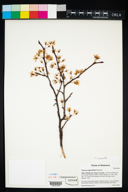Prunus hortulana image