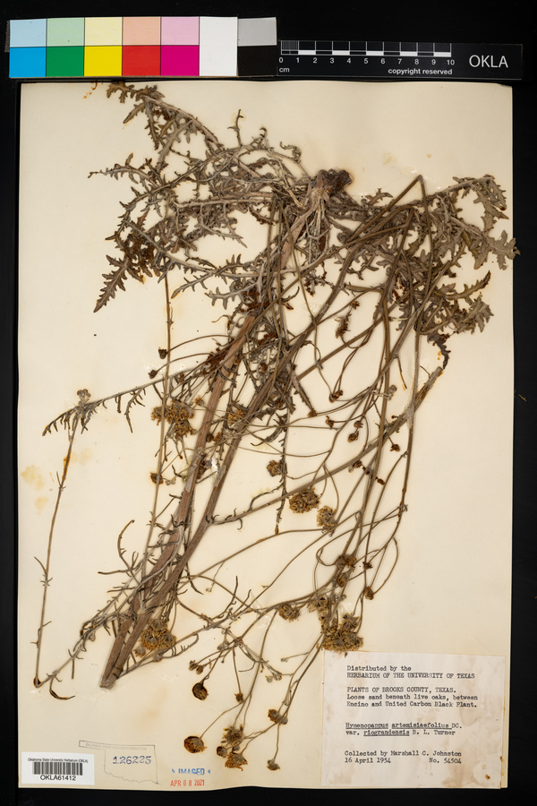 Hymenopappus artemisiifolius image