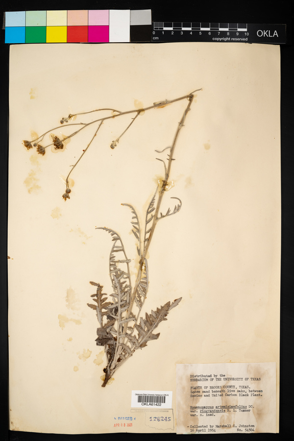 Hymenopappus artemisiifolius var. riograndensis image