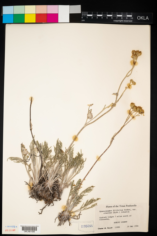 Hymenopappus filifolius var. cinereus image