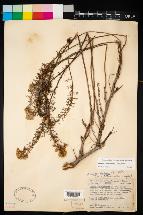 Isocoma coronopifolia image