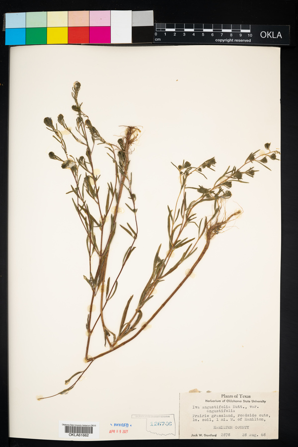 Iva angustifolia var. angustifolia image