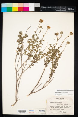 Jefea brevifolia image