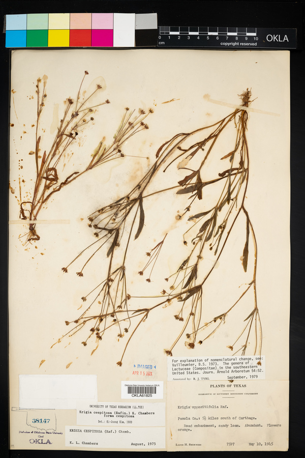 Krigia cespitosa image