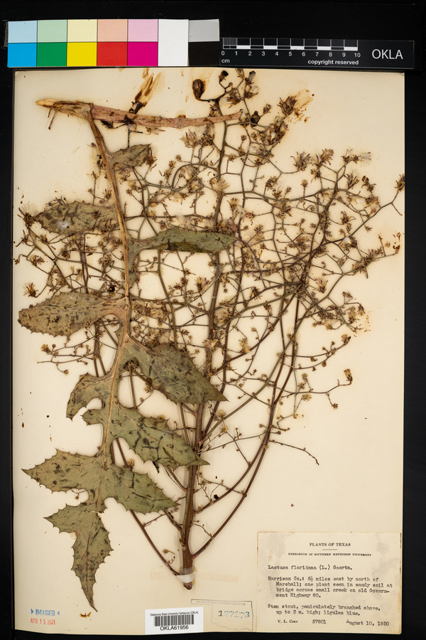 Lactuca floridana image
