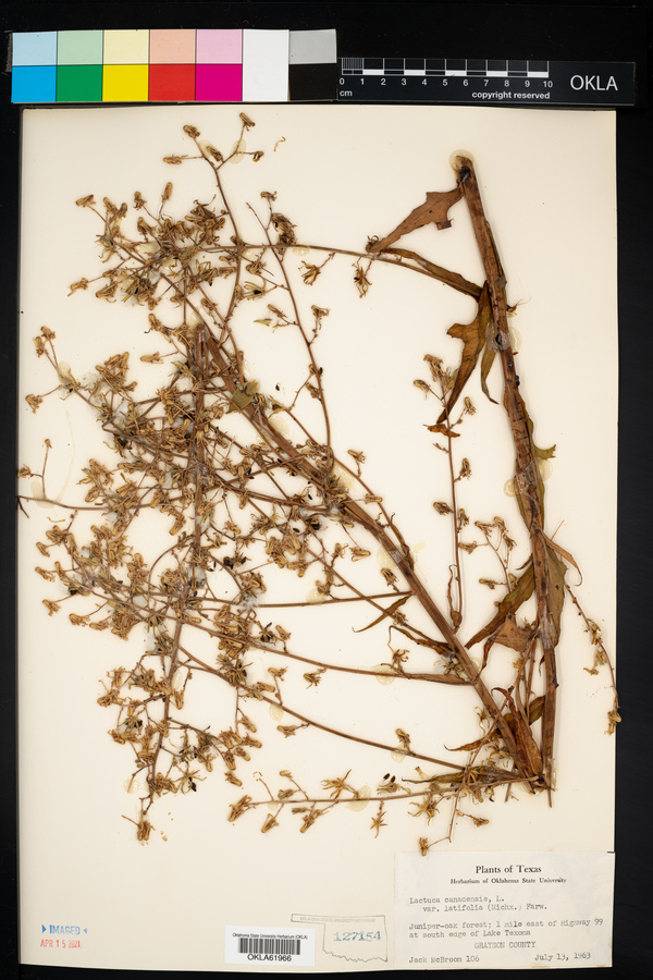 Lactuca canadensis image