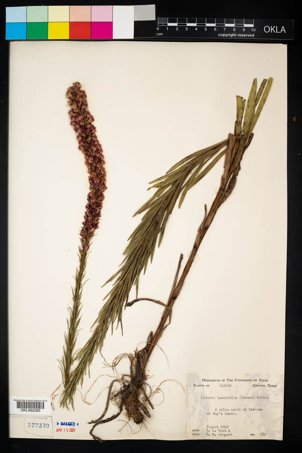 Liatris lancifolia image