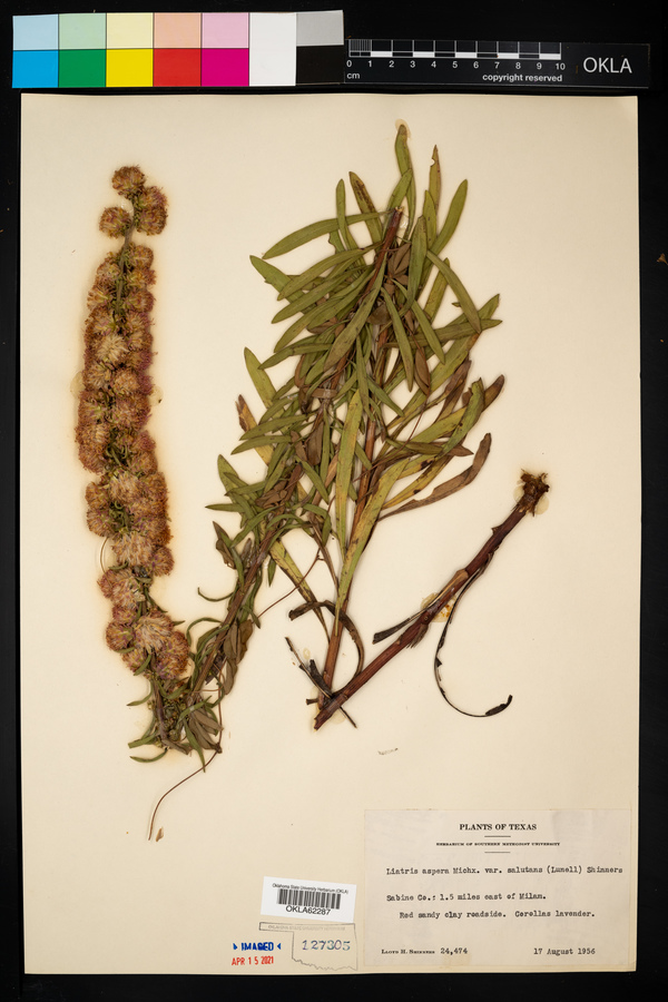 Liatris aspera image