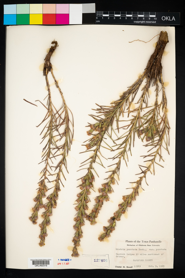 Liatris punctata var. punctata image