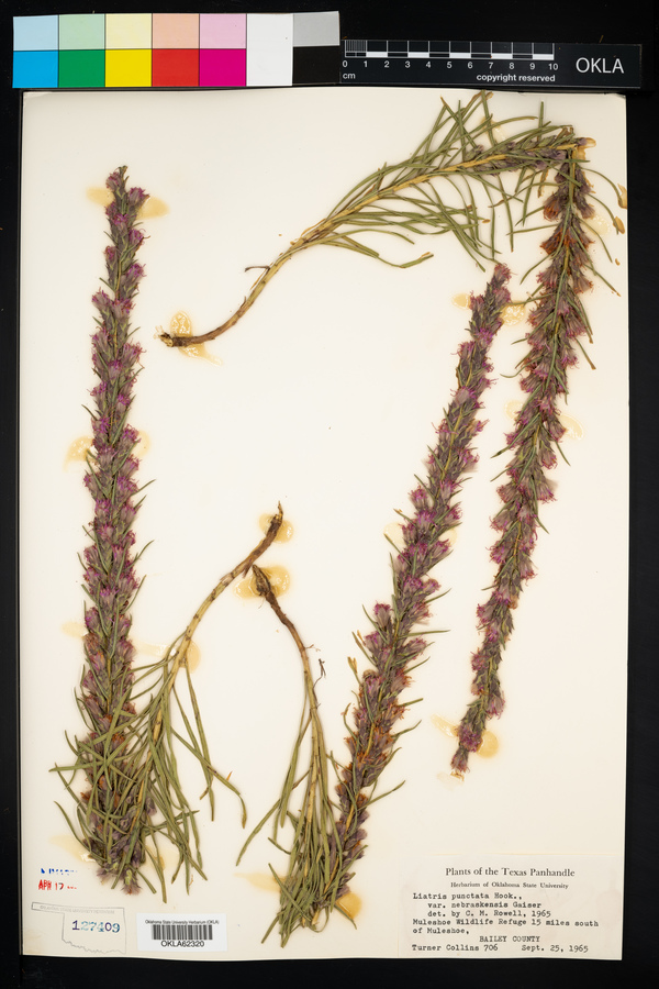 Liatris punctata var. nebraskana image