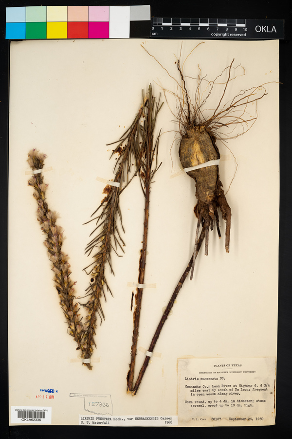 Liatris punctata var. nebraskana image
