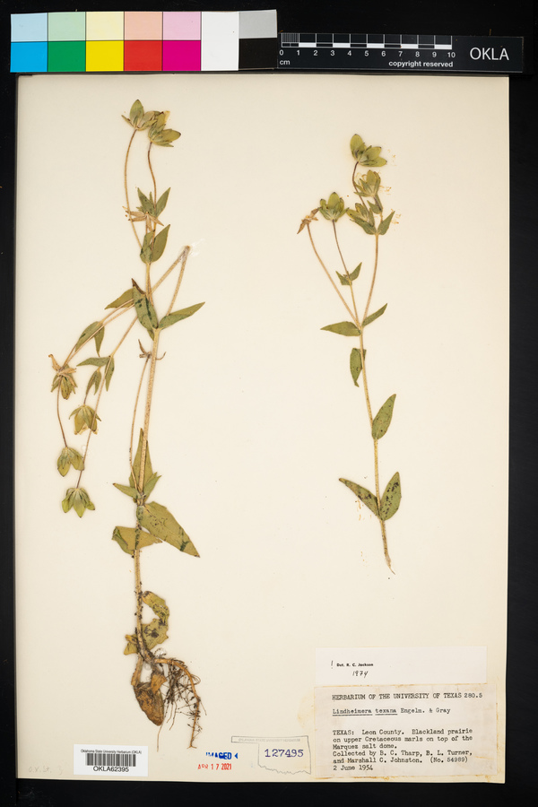 Lindheimera texana image