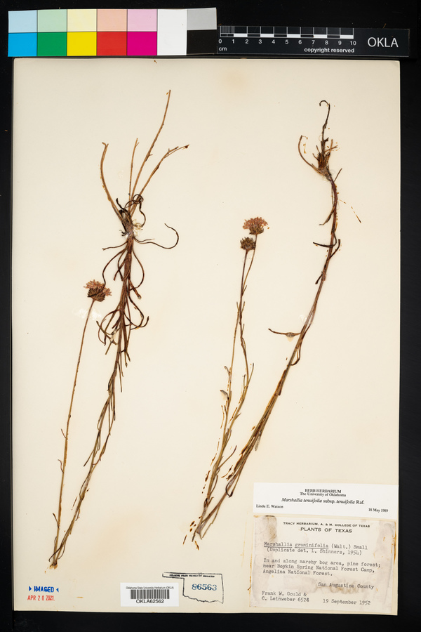Marshallia tenuifolia image