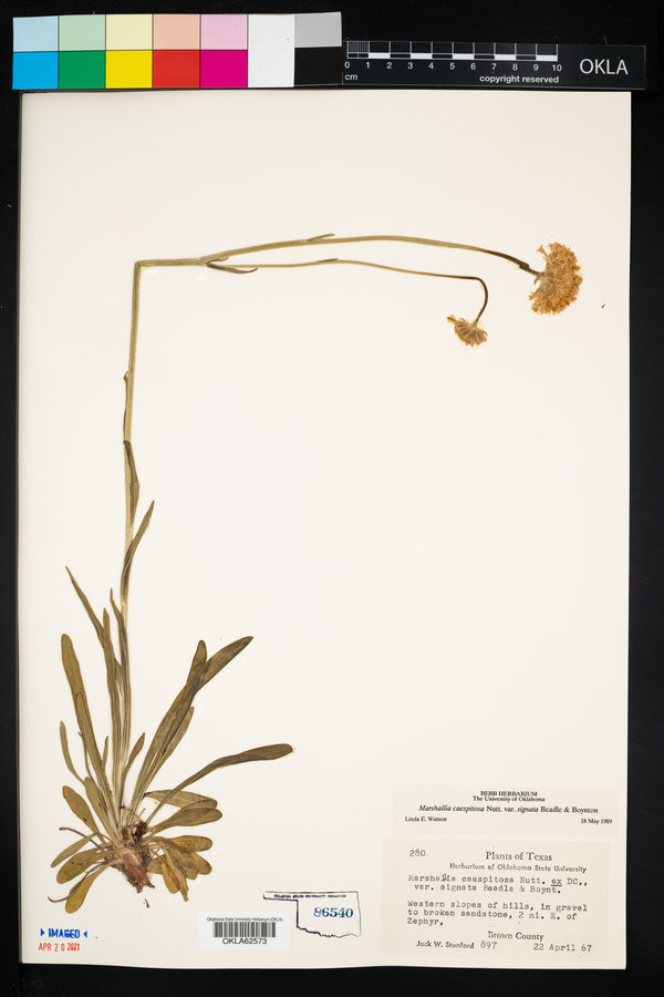 Marshallia caespitosa image