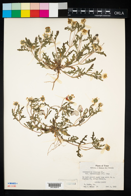 Melampodium cinereum var. ramosissimum image