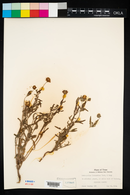 Melampodium leucanthum image