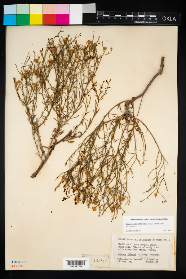 Neonesomia palmeri image
