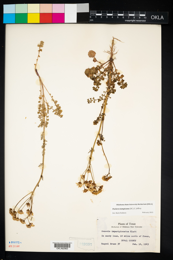 Packera tampicana image
