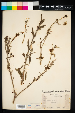 Palafoxia rosea var. ambigua image