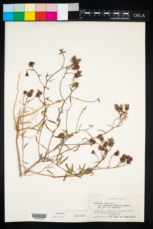 Palafoxia texana var. macrolepis image