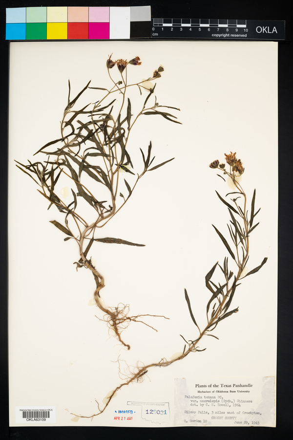 Palafoxia texana image