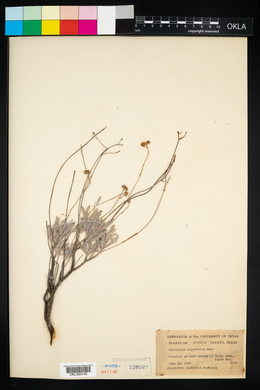 Parthenium argentatum image