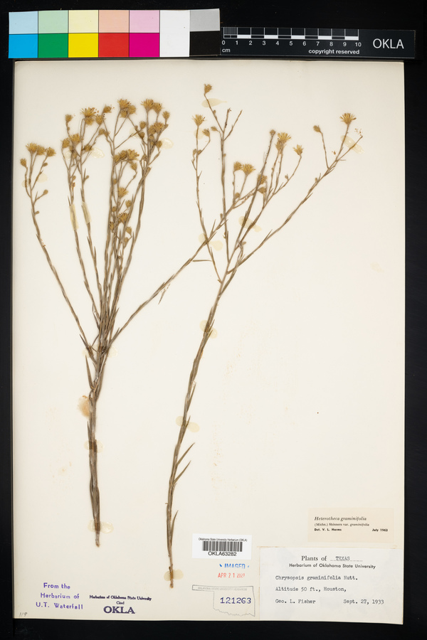 Heterotheca graminifolia var. graminifolia image