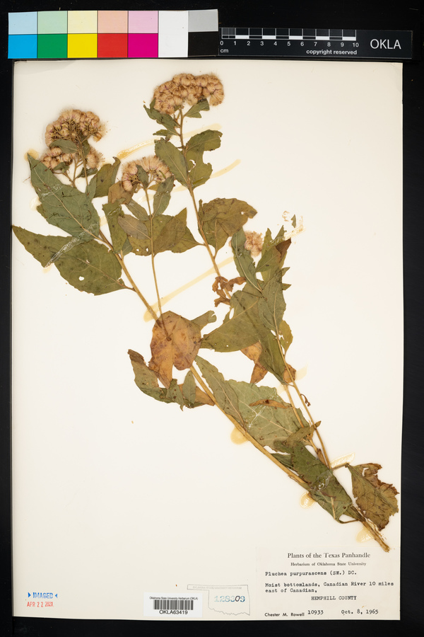 Pluchea odorata var. odorata image