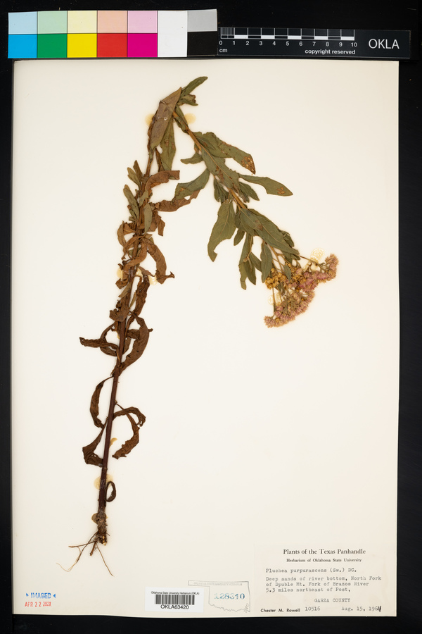 Pluchea odorata var. odorata image