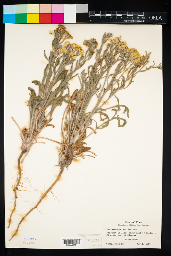 Psilostrophe villosa image