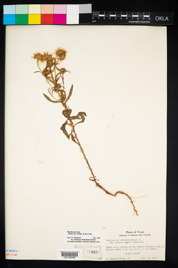 Rayjacksonia annua image