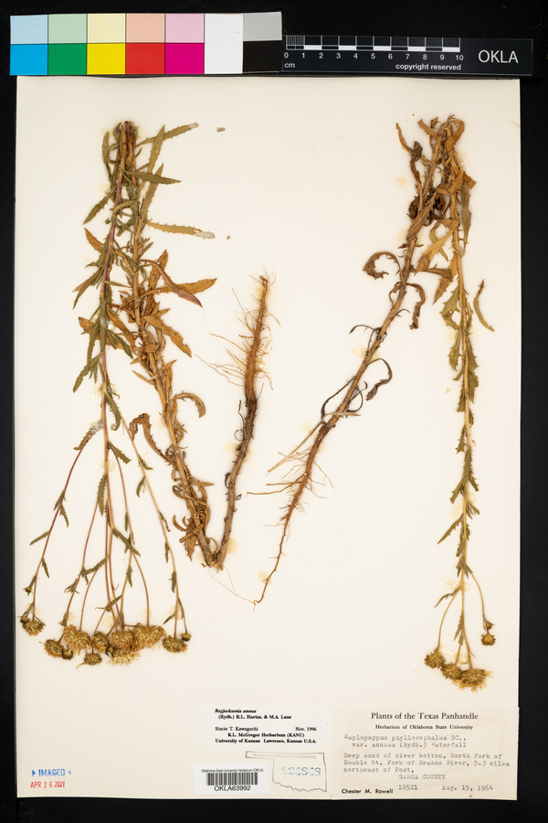 Rayjacksonia annua image