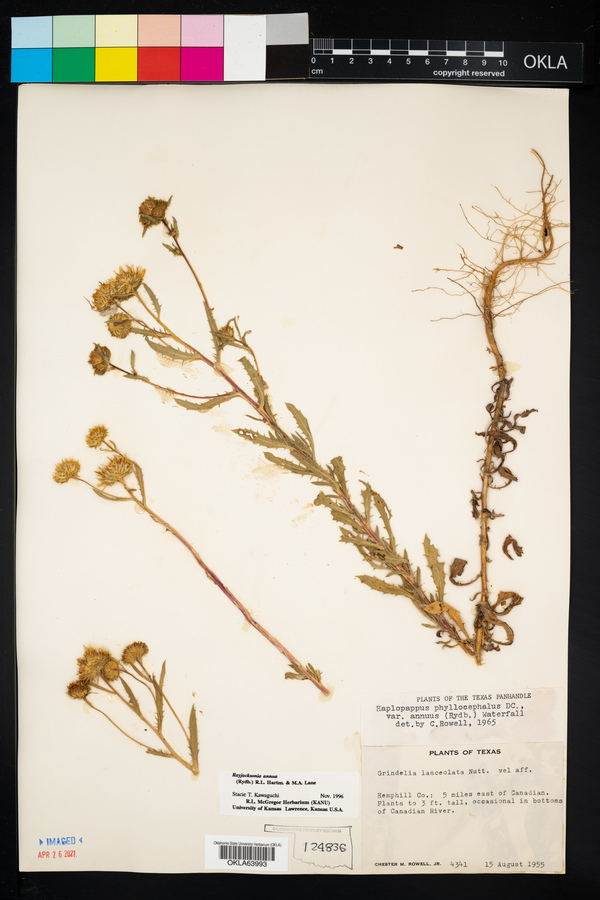 Rayjacksonia annua image