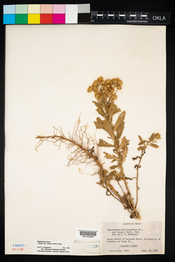 Rayjacksonia annua image